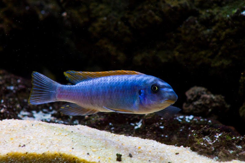 Labeotropheus trewavasae 'Mitande Reef (Rocks)'